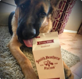 Dog with milk carton